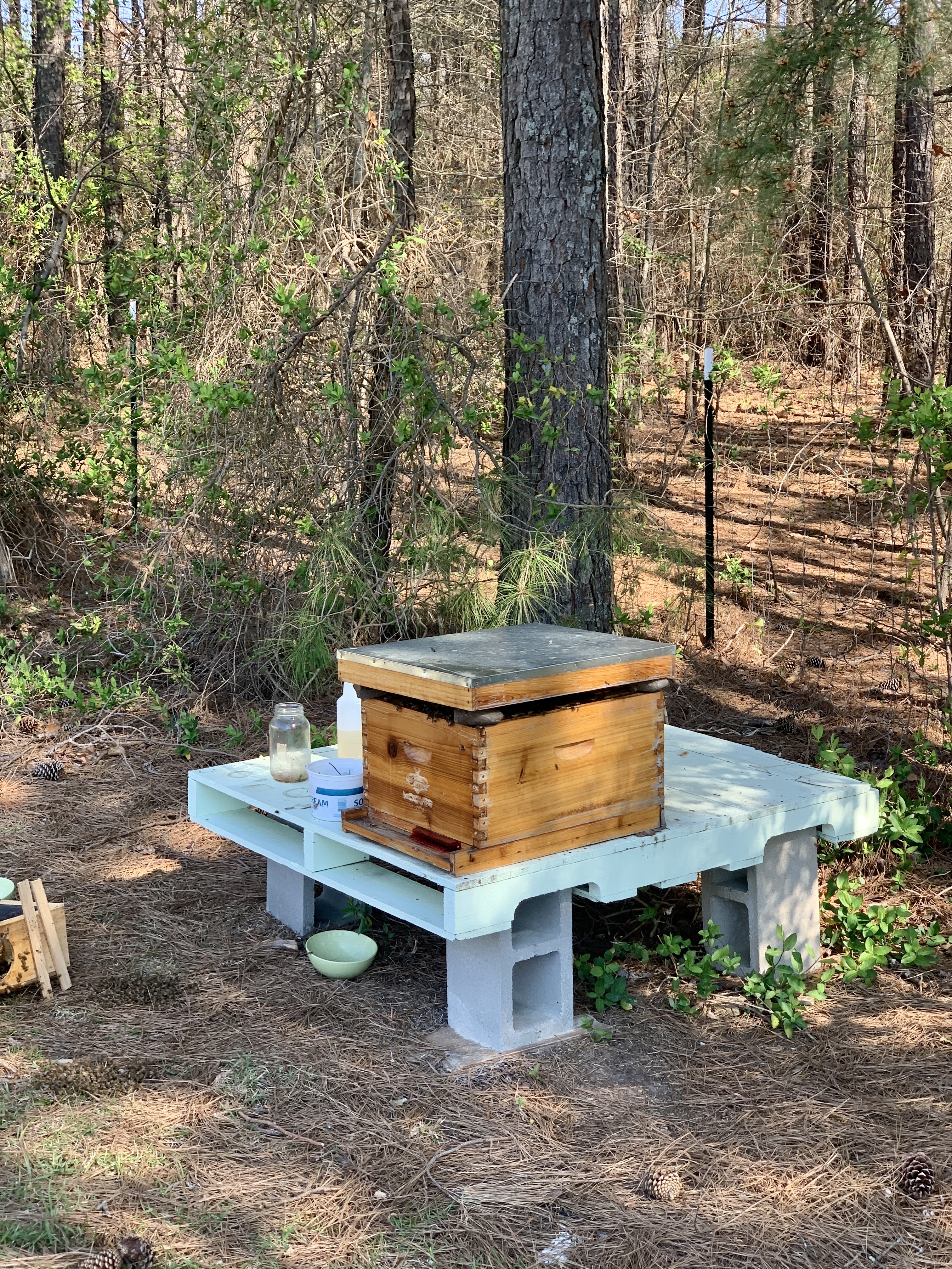 Bees 23